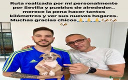 American Staffordshire-Terrier perros en venta: American Stanford, mis pequeños - Imagen 25