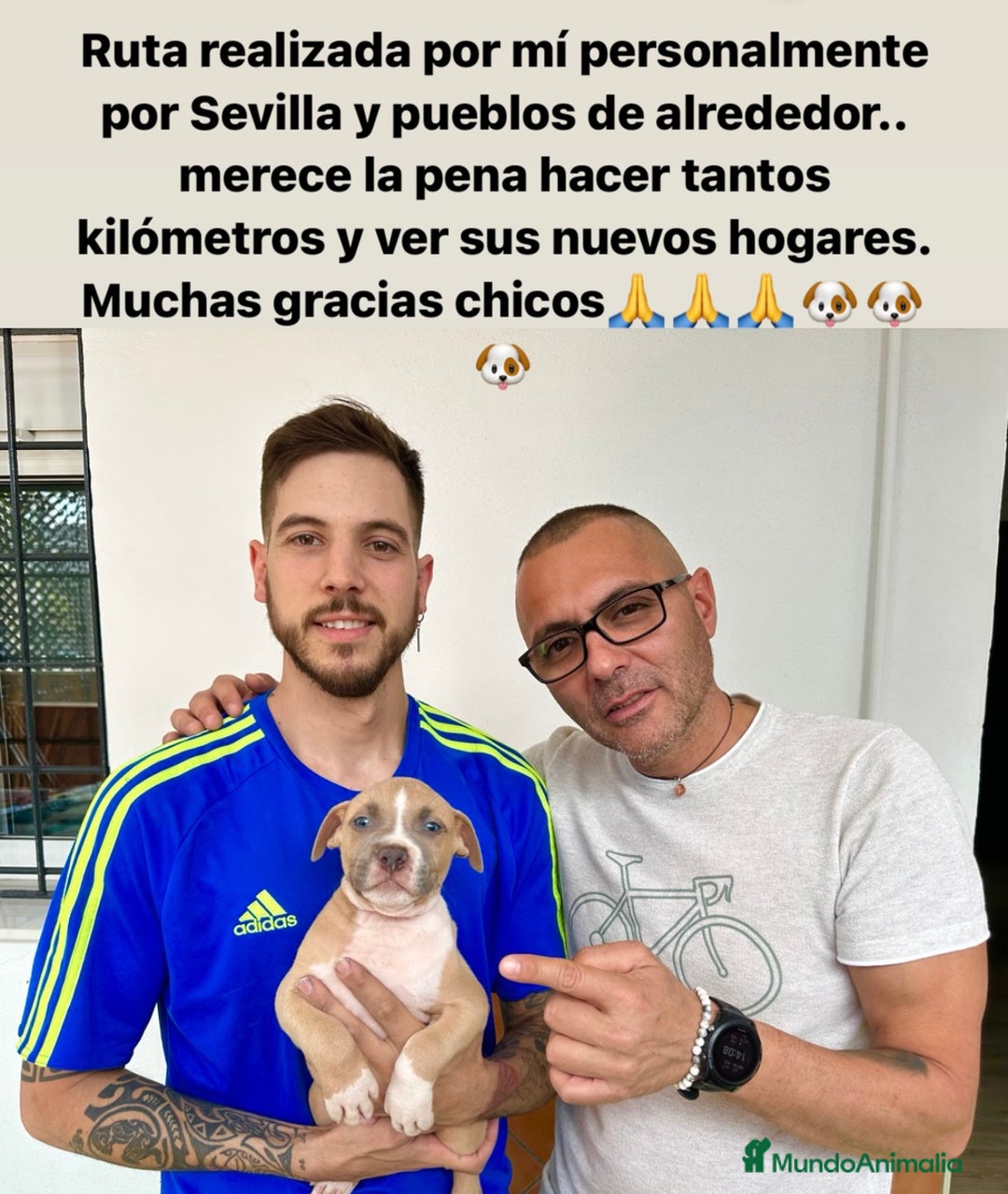 American Staffordshire-Terrier perros en venta: American Stanford, mis pequeños - Imagen 25