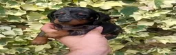 Teckel Miniatura perros en venta: Teckel - Anuncio 7