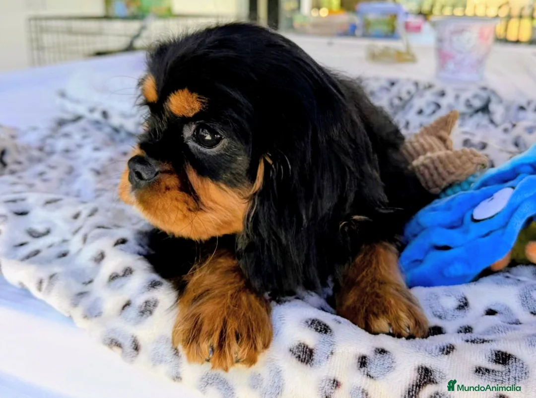 Cavalier King Charles Spaniel perros en venta: Cachorro Cavalier macho negro fuego  - Anuncio 6