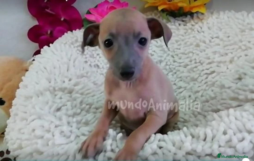 Imagen de galería {{count}}