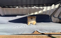 Pomerania perros en venta: Lulu pomerania toy - Imagen 6