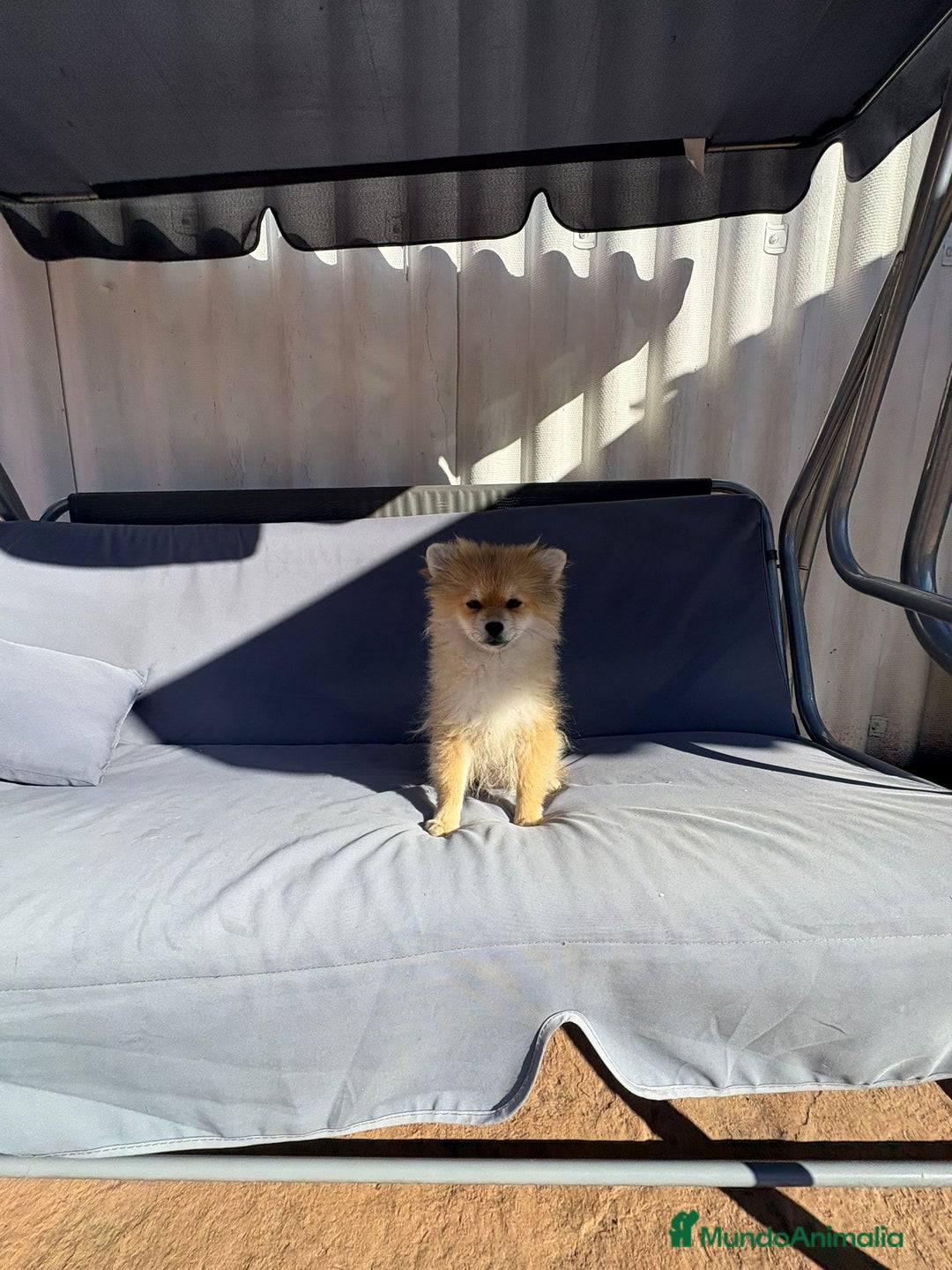 Pomerania perros en venta: Lulu pomerania toy - Imagen 6