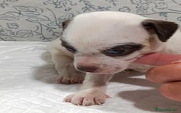 Chihuahua perros en venta: Chihuahua toys  - Imagen 6