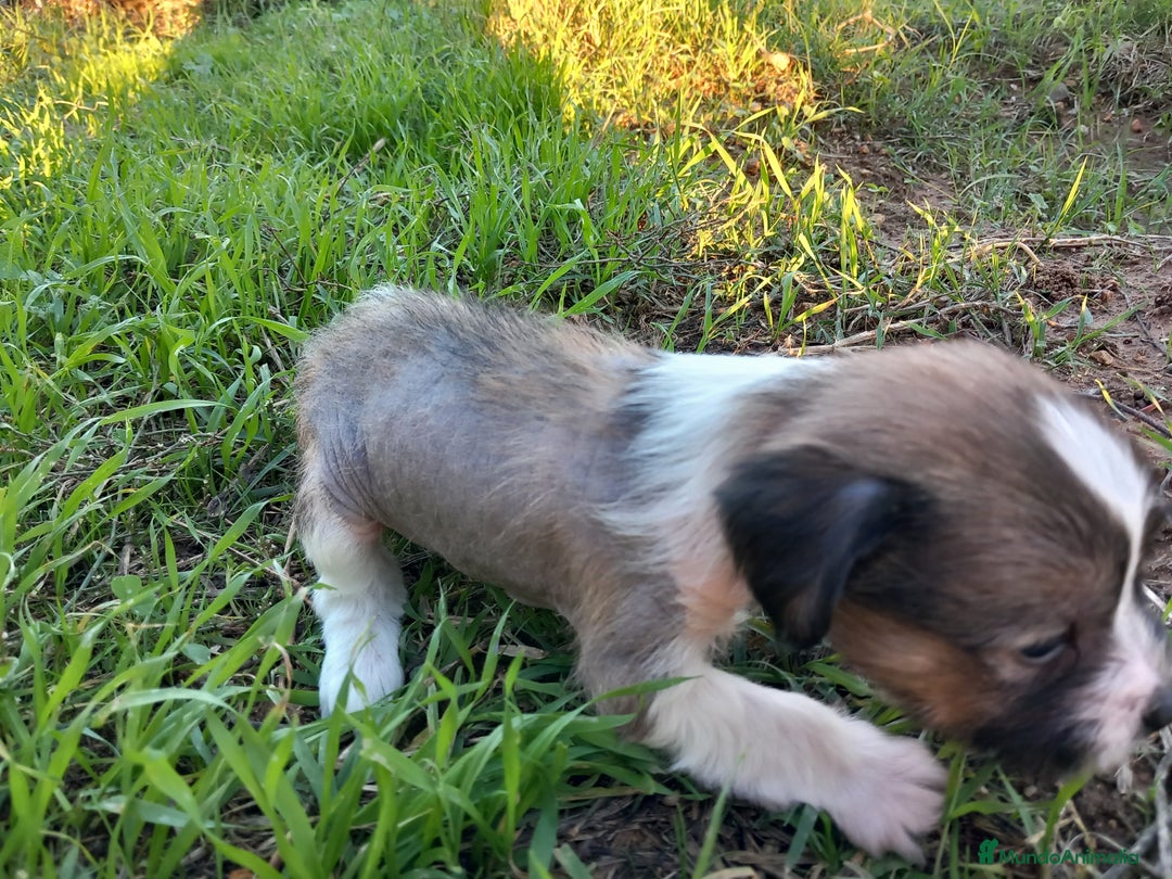 Perro Crestado Chino perros en venta: Cachorros Crestado Chino. - Anuncio 2