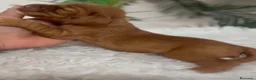 Cocker Spaniel Inglés perros en venta: COCKER SPANIEL INGLÉS  - Anuncio 2
