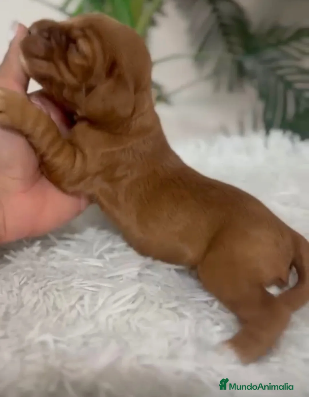 Cocker Spaniel Inglés perros en venta: COCKER SPANIEL INGLÉS  - Anuncio 2