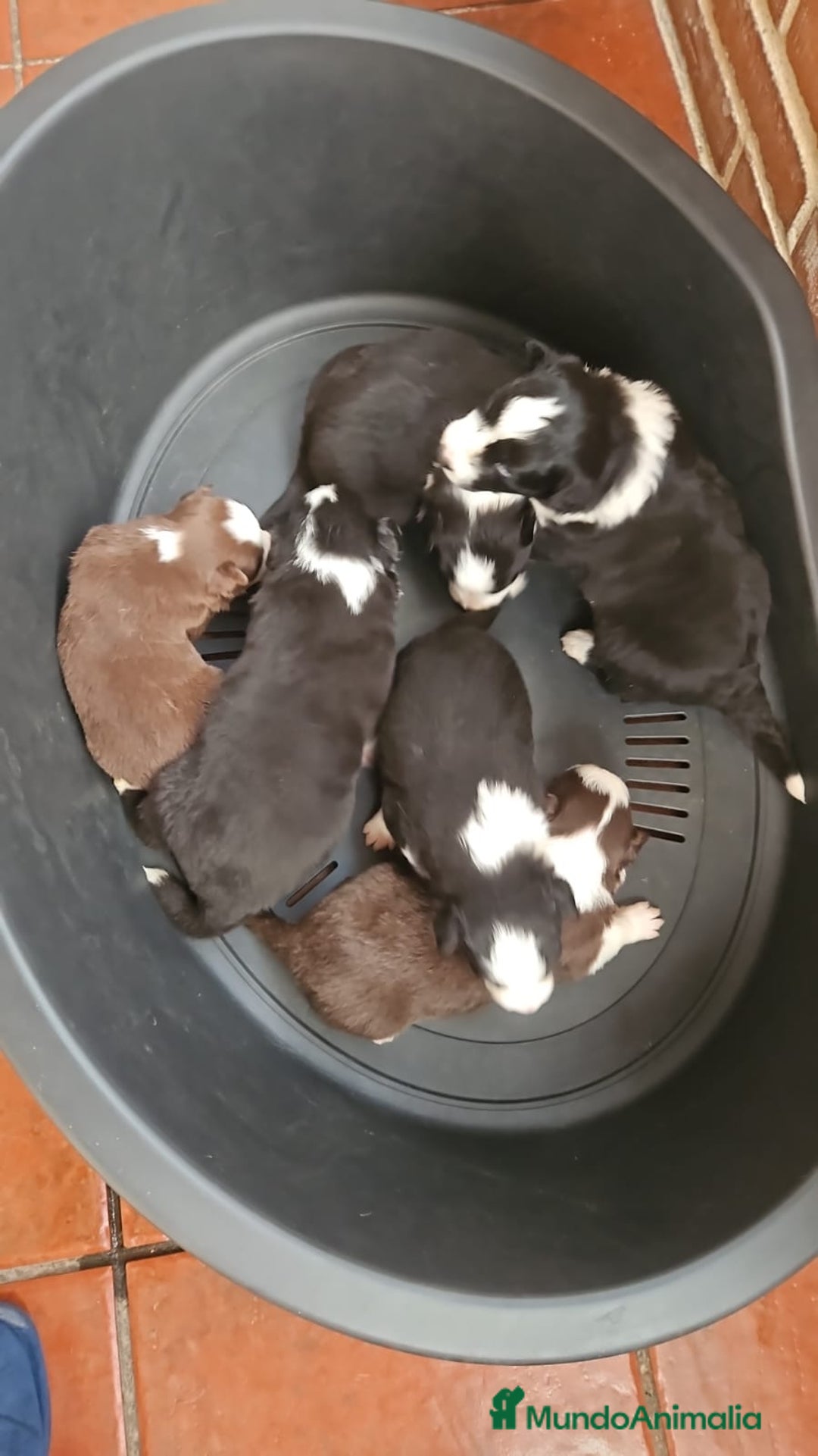 Border Collie perros en venta: Cachorros Border Collie - Anuncio 3