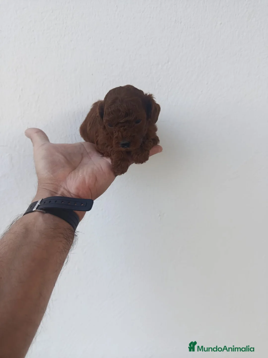 Caniche Toy perros en venta: PRECIOSOS CANICHE  ROJO LINEA ASIÁTICO  - Anuncio 12