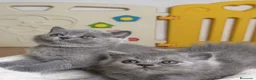Británico de Pelo Corto Azul gatos en venta: Exclusivos gatitos British Shorthair Blue y Lilac  - Anuncio 7