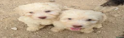Perro de Agua Español perros en venta: Preciosos cachorros de Perro de Agua - Anuncio 1