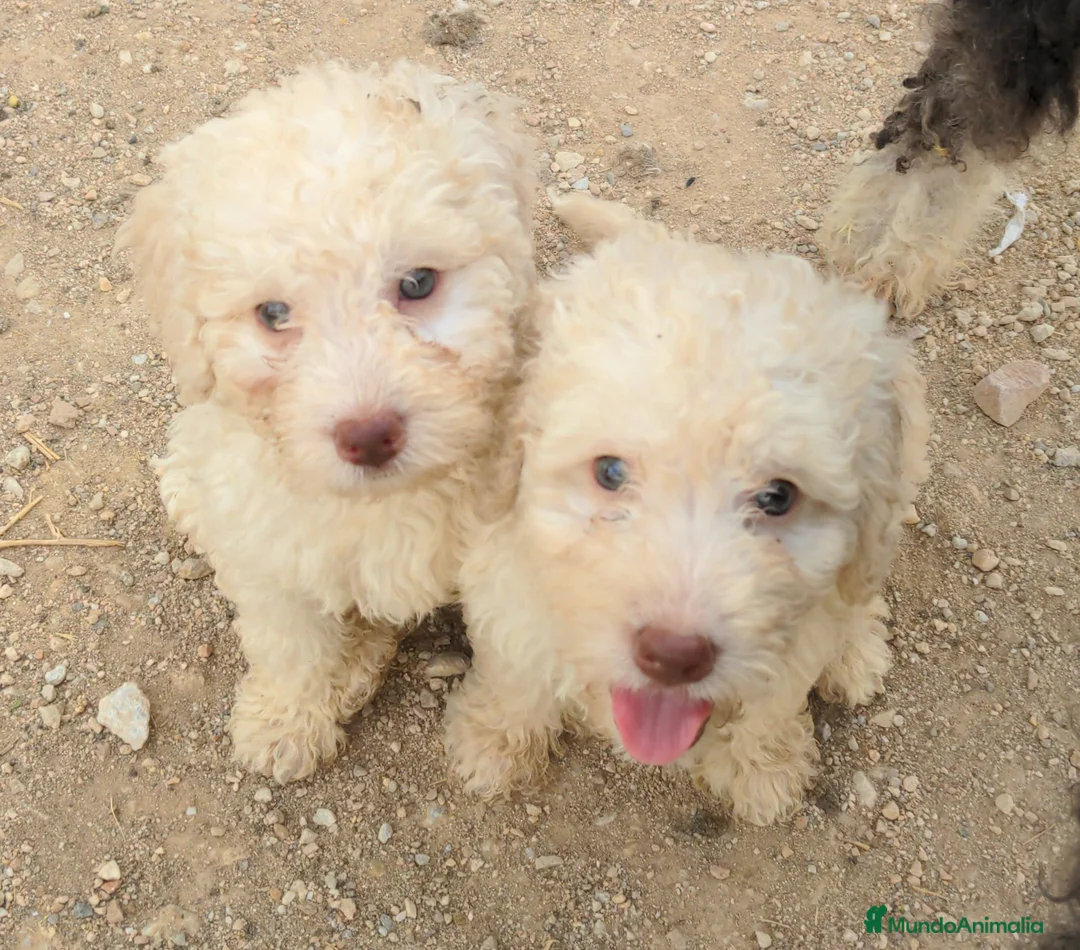 Perro de Agua Español perros en venta: Preciosos cachorros de Perro de Agua - Anuncio 1