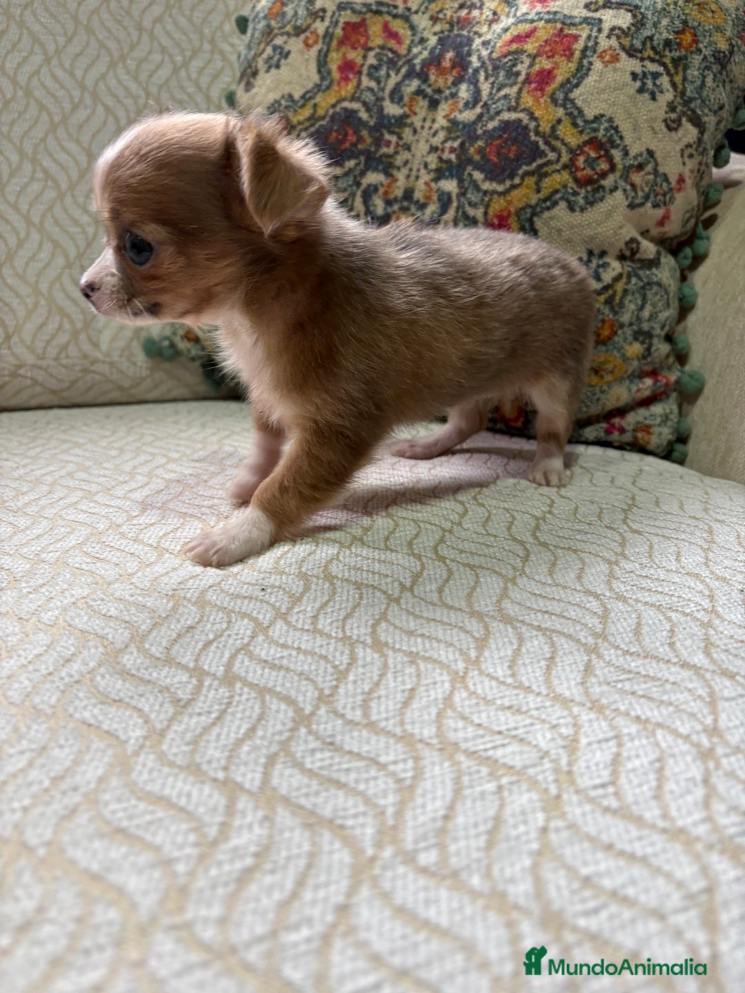 Chihuahua perros en venta: Chihuahua Toy hembra chocolate pelo largo  - Anuncio 15