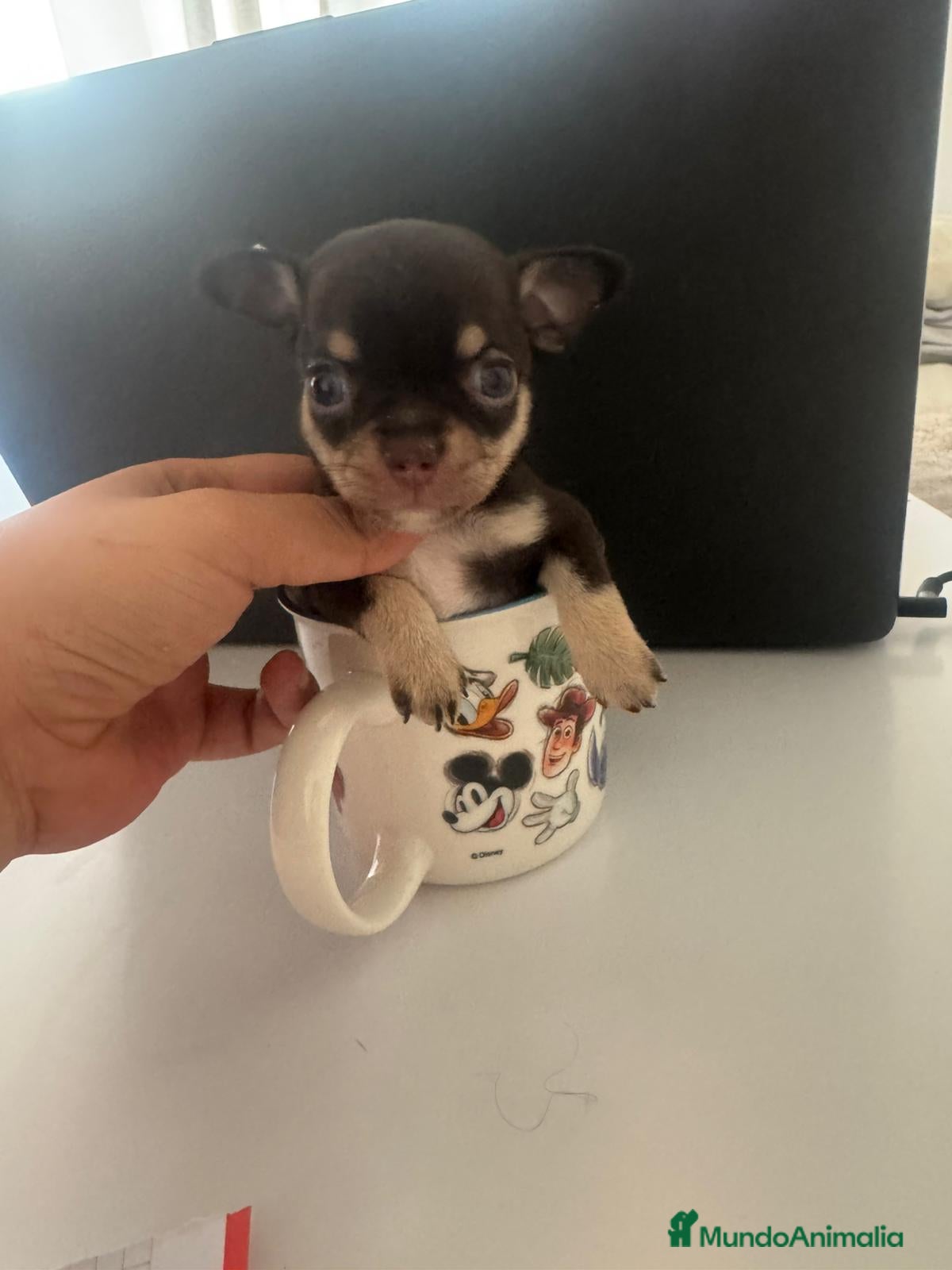 Chihuahua perros en venta: Chihuahua  mini toy  - Anuncio 5