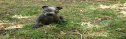 Staffordshire Bull Terrier perros en venta: Staffordshire bull terrier - Anuncio 16