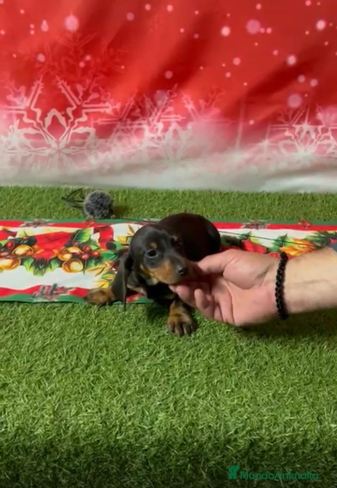 Teckel Miniatura perros TECKEL MINIATURA  - Anuncio 12