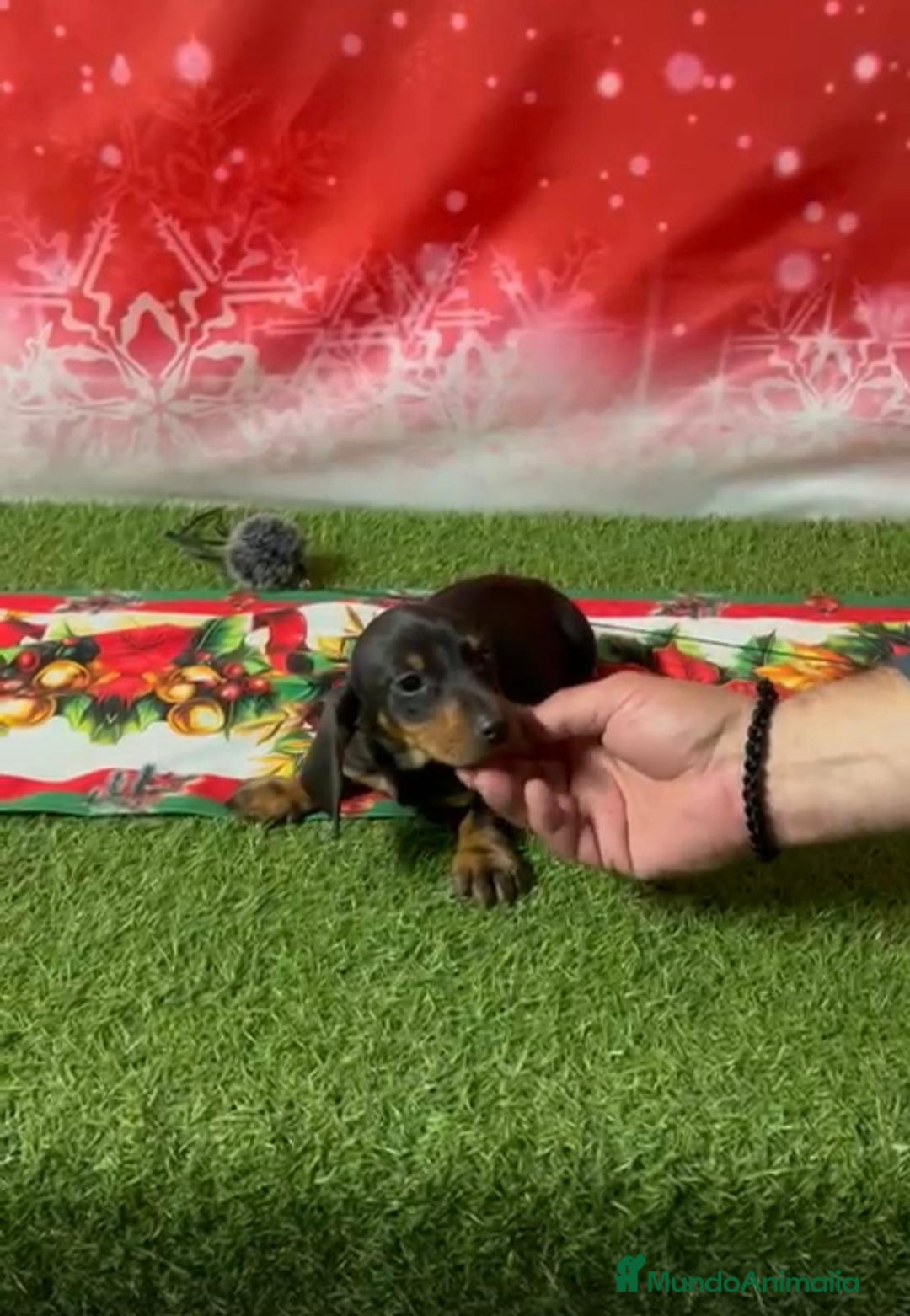 Teckel Miniatura perros en venta: TECKEL MINIATURA  - Anuncio 1