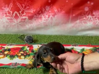 Teckel Miniatura perros TECKEL MINIATURA - Anuncio 3