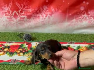 Teckel Miniatura perros TECKEL MINIATURA - Anuncio 6