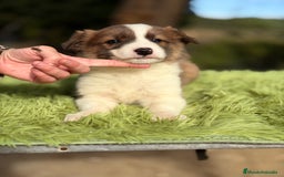 Border Collie perros en venta: Border marrón y blanco  - Anuncio 3