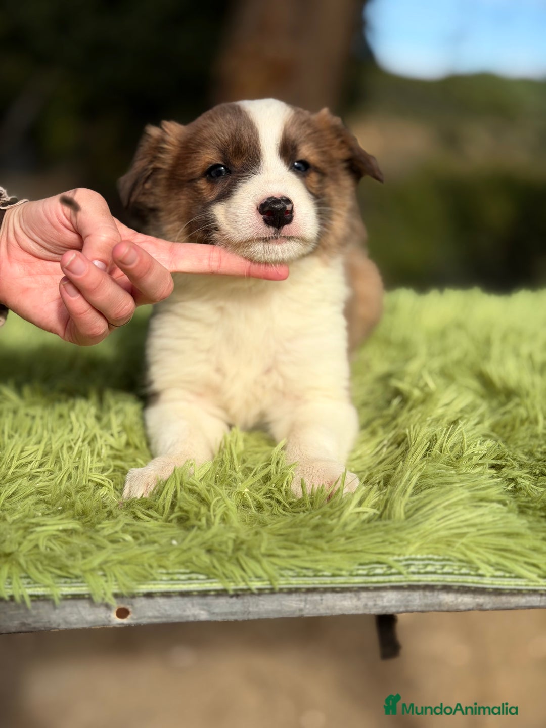 Border Collie perros en venta: Border marrón y blanco  - Anuncio 3