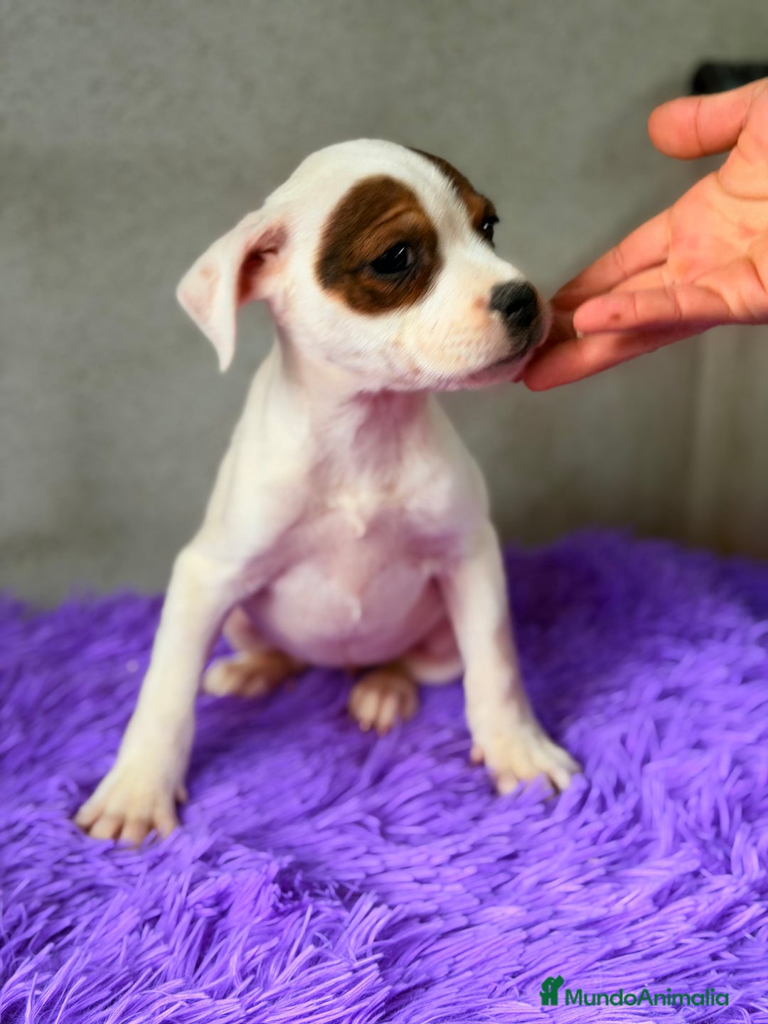 Staffordshire Bull Terrier perros en venta: Staffordshire hembra  - Anuncio 4