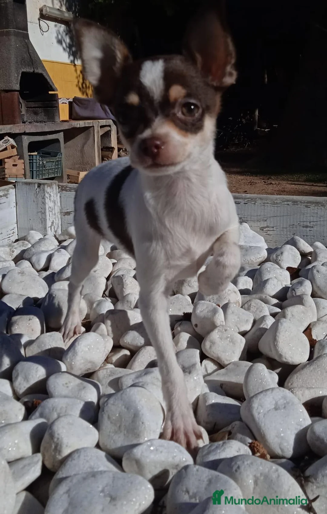 Chihuahua perros en venta: CHIHUAHUA - Anuncio 2