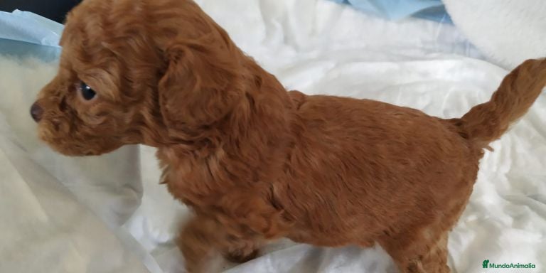 Caniche Toy perros caniche  - Anuncio 1