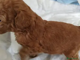 Caniche Toy perros caniche - Anuncio 1