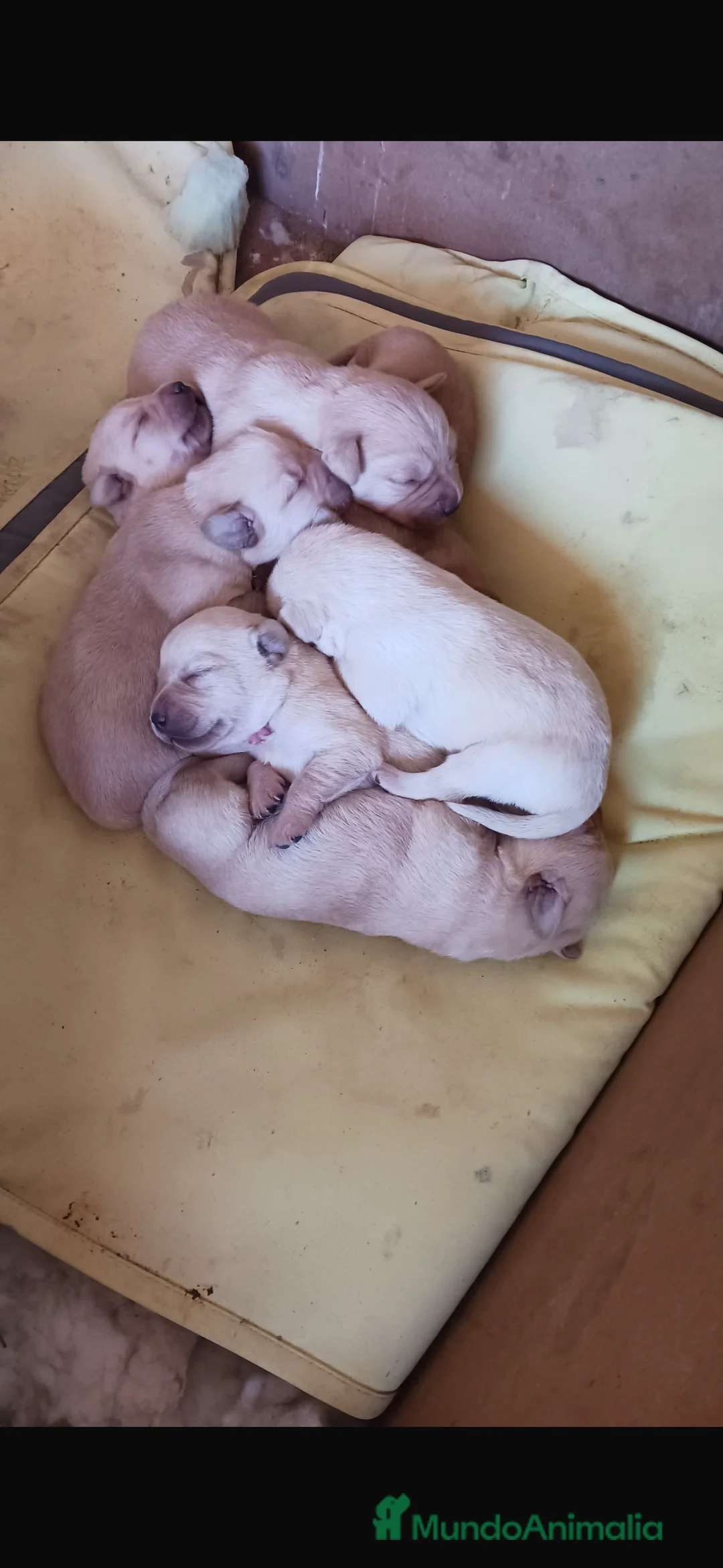 Labrador Retriever perros en venta: Especatacular camada de labrador retriever  en Sevilla - Anuncio 1