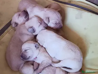 Labrador Retriever perros Especatacular camada de labrador retriever - Anuncio 1