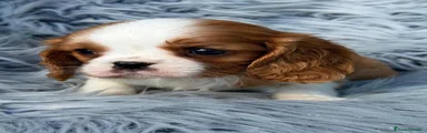 Cavalier King Charles Spaniel 2