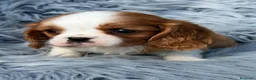 Cavalier King Charles Spaniel perros en venta: Camada de cavalier  - Anuncio 8