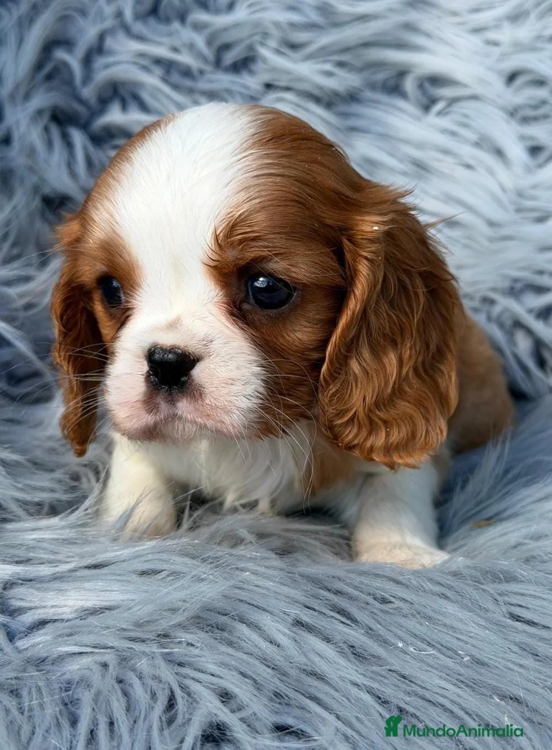 Cavalier King Charles Spaniel perros en venta: Camada de cavalier  - Anuncio 8