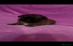 Shih Tzu perros en venta: Shih tzu mini - Imagen 6