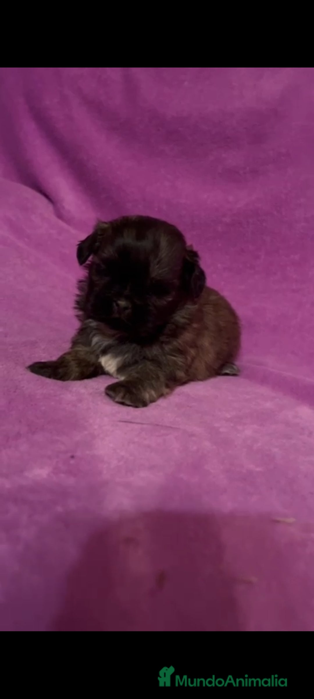 Shih Tzu perros en venta: Shih tzu mini - Imagen 6