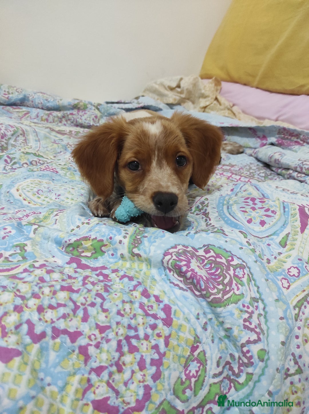 Épagneul Breton perros en venta: Cachorro Breton - Anuncio 6