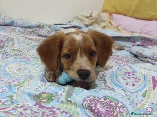 Épagneul Breton perros Cachorro Breton - Anuncio 4