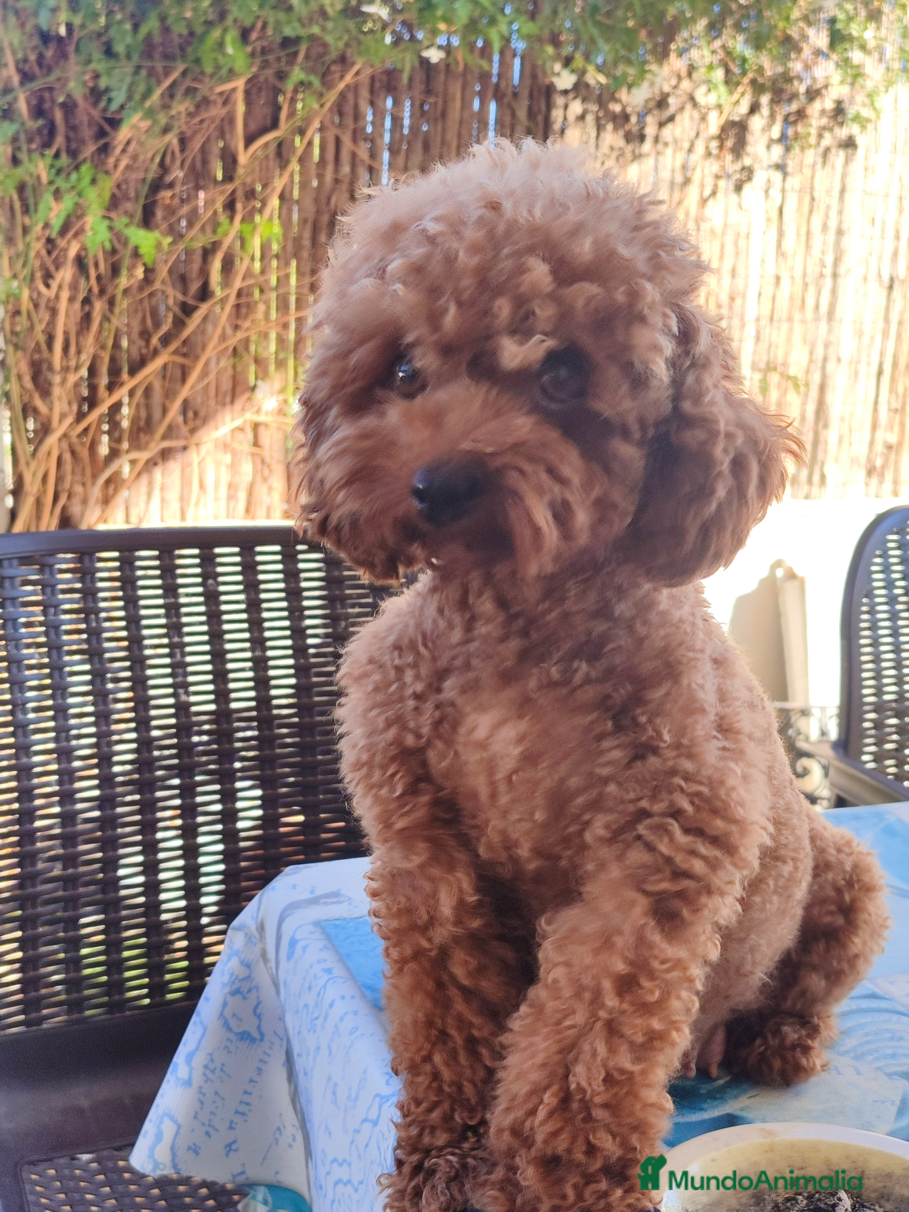 Caniche Toy perros Caniche toy rojo - Anuncio 12