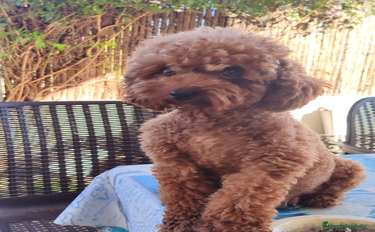 Caniche Toy perros Caniche toy rojo - Anuncio 3