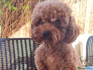 Caniche Toy perros Caniche toy rojo - Anuncio 8