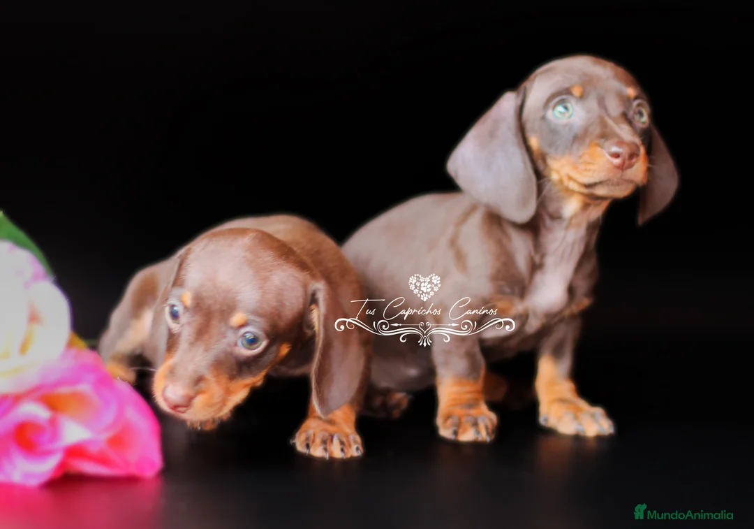 Teckel perros en venta: Preciosas teckel chocolate y fuego miniatura en Cantabria - Anuncio 3