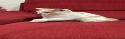 Británico de Pelo Corto gatos en venta: Precioso British arlequín  - Anuncio 3