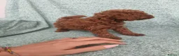 Caniche Toy perros en venta: Caniche Toy - Anuncio 5