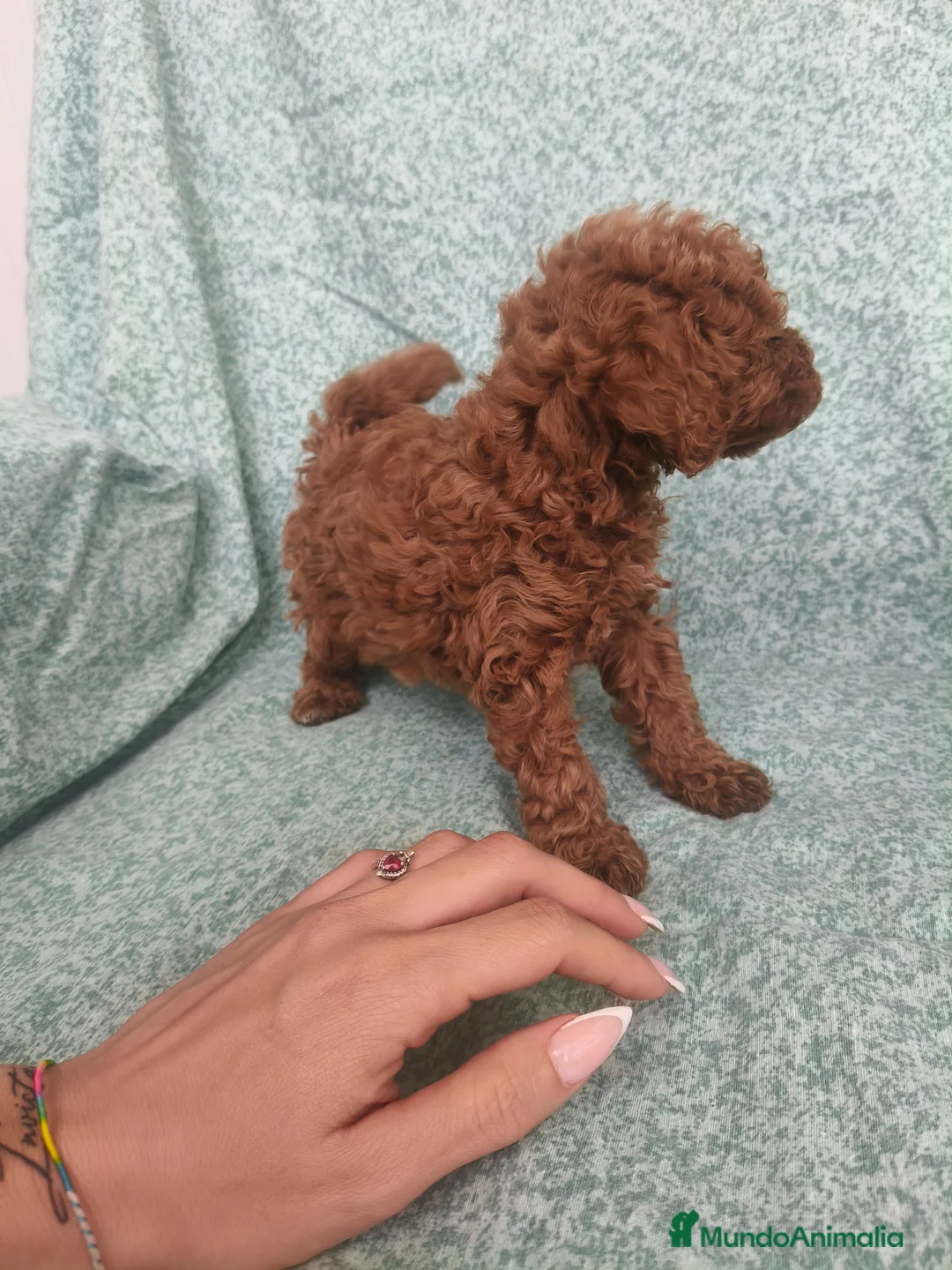 Caniche Toy perros en venta: Caniche Toy - Anuncio 5