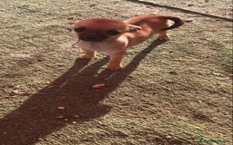 Chihuahua perros en venta: Chihuahua hembrita mini - Anuncio 3