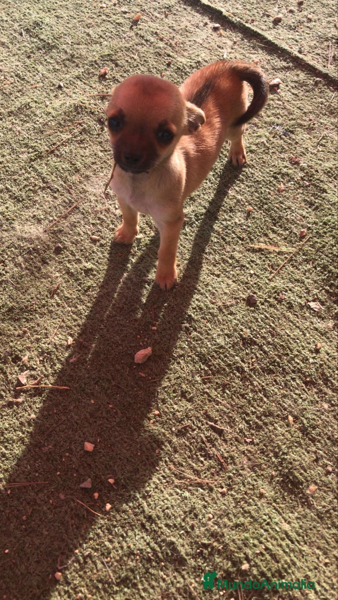 Chihuahua perros en venta: Chihuahua hembrita mini - Anuncio 3