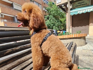 Raza Mixta perros Caniches madre apricot padre rojo - Anuncio 1