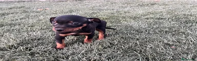 Pinscher Miniatura 2