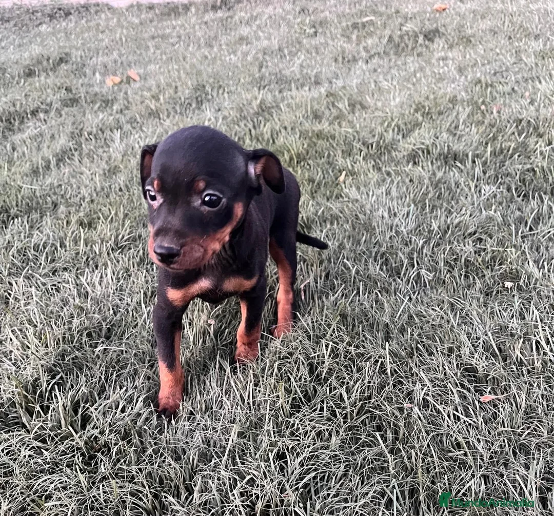 Pinscher Miniatura perros en venta: Excelentes cachorros Pinscher en miniatura  - Anuncio 4